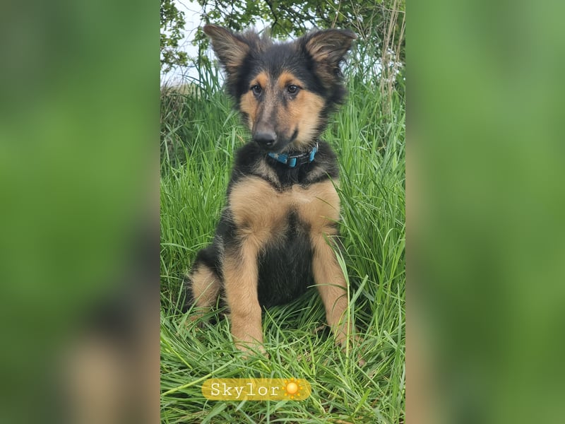 Hübsche Altd.Schäferhund x Am.Collie Mischlingswelpen