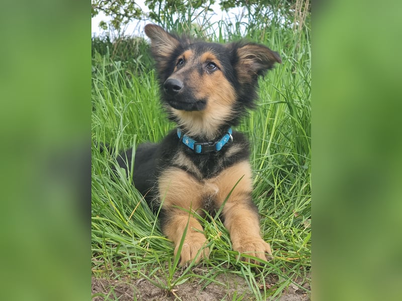 Hübsche Altd.Schäferhund x Am.Collie Mischlingswelpen