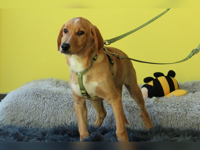 " Giyo – junger Hund such sein zu Hause.."