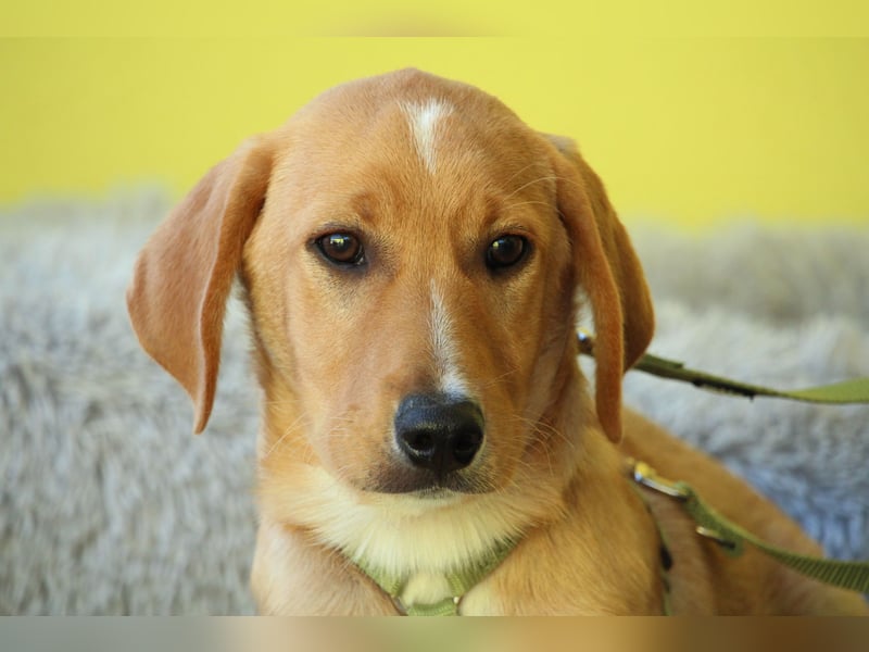 " Giyo – junger Hund such sein zu Hause.."