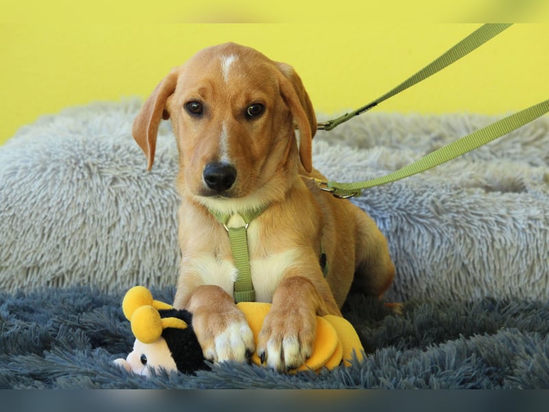" Giyo – junger Hund such sein zu Hause.."