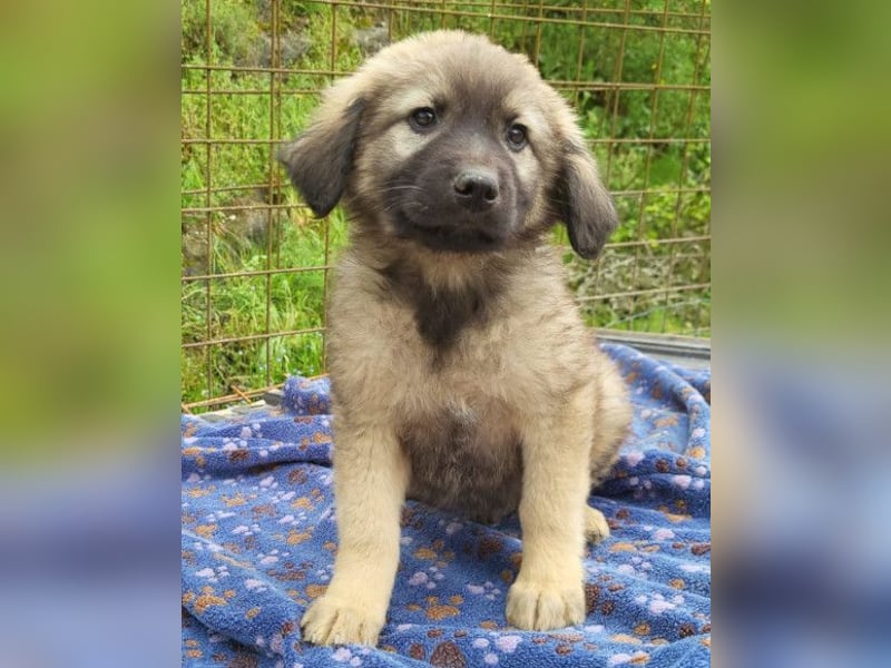 Romeo ❤️ verspielter, verträglicher Bub!