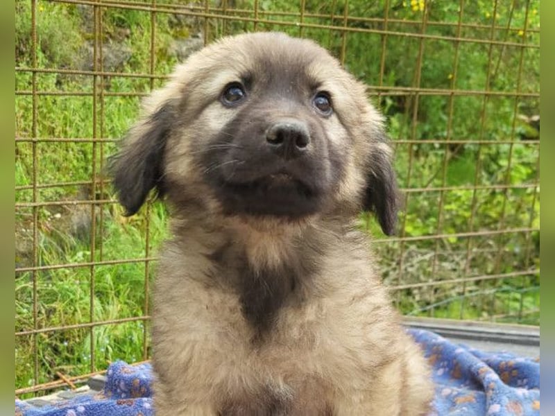 Romeo ❤️ verspielter, verträglicher Bub!