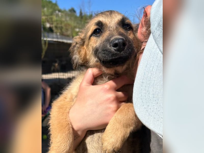 Fiete ❤️ verschmuster, offener Hundejunge