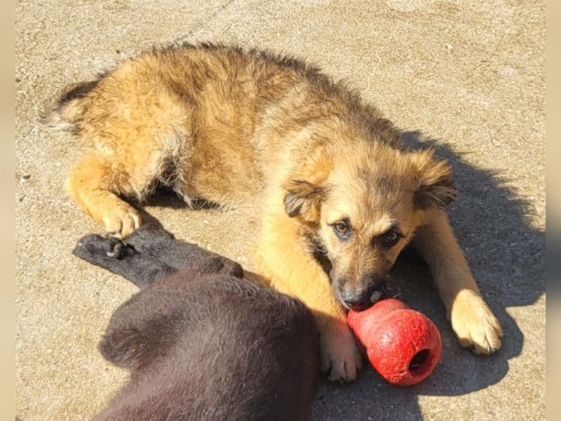 Fiete ❤️ verschmuster, offener Hundejunge