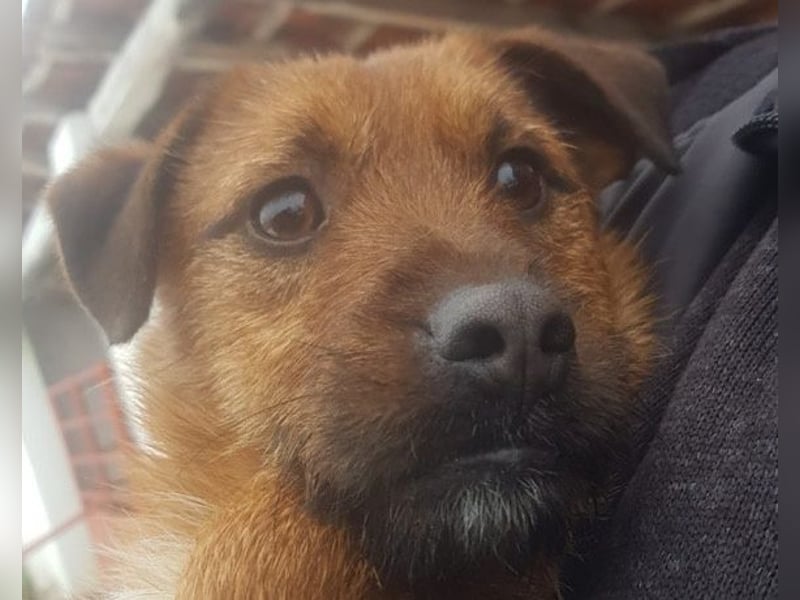 Bentley ❤️ kleiner, verspielter Lausbub!