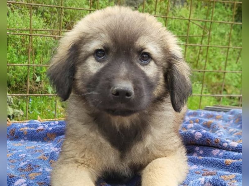 Romeo ❤️ verspielter, verträglicher Bub!