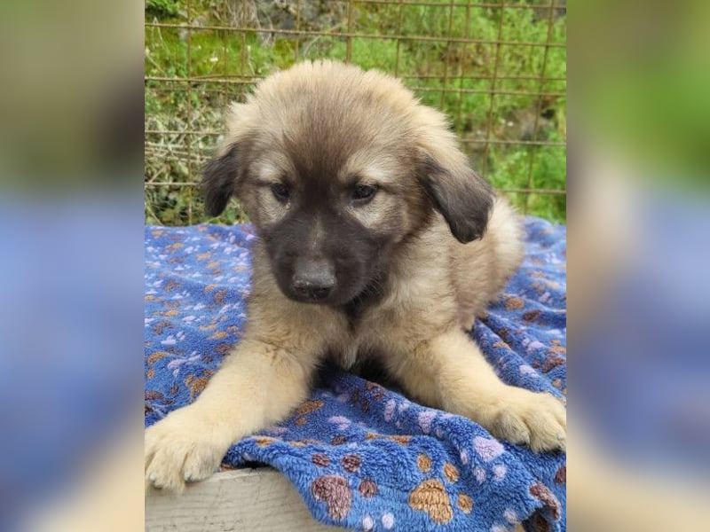 Romeo ❤️ verspielter, verträglicher Bub!