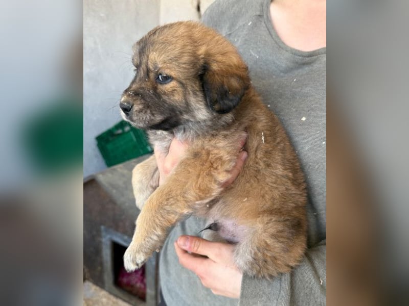 Diego ❤️ süßer, verschmuster Welpenjunge