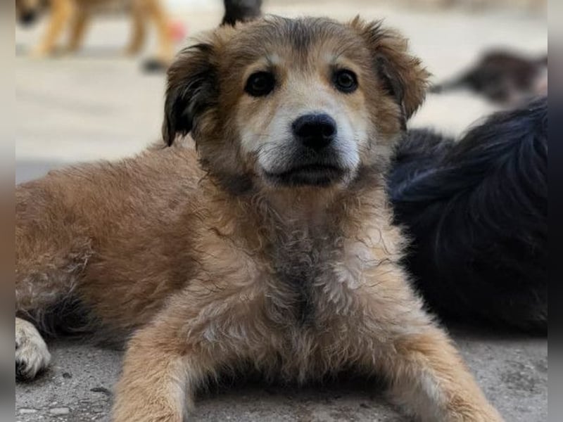 Fiete ❤️ verschmuster, offener Hundejunge