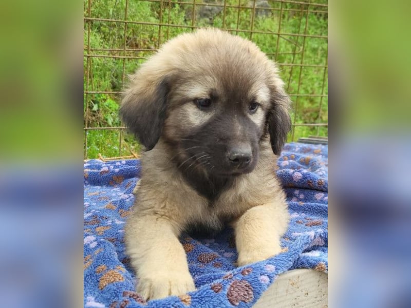 Romeo ❤️ verspielter, verträglicher Bub!