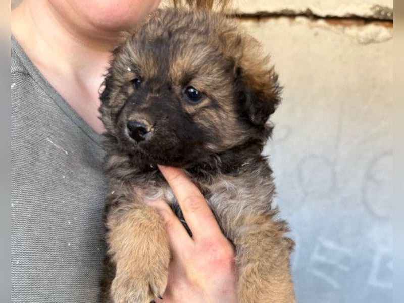 Fiete ❤️ verschmuster, offener Hundejunge