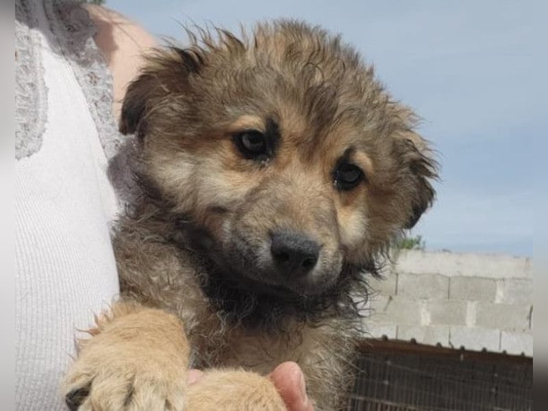 Ben ❤️ schmusiger, verspielter Hundebub