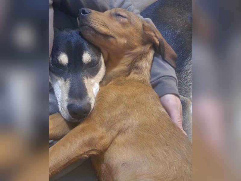 Kleiner ♥ Kiki ♥ ist etwas ganz Besonderes und liebt auch Katzen