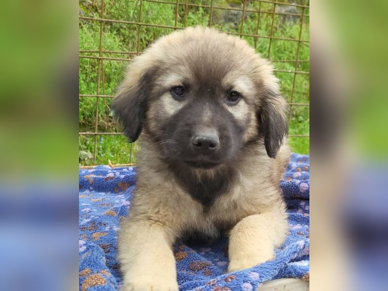 Romeo ❤️ verspielter, verträglicher Bub!