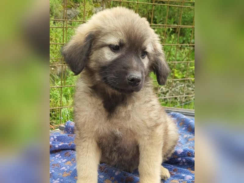 Romeo ❤️ verspielter, verträglicher Bub!