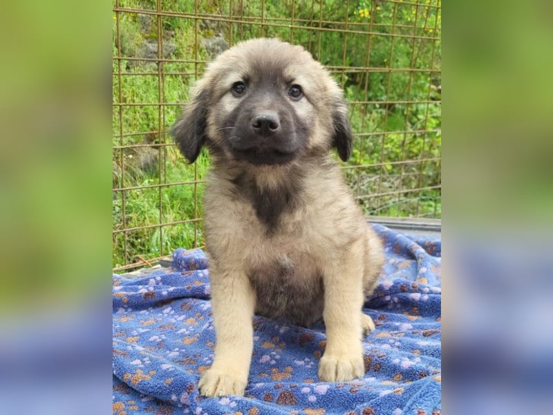 Romeo ❤️ verspielter, verträglicher Bub!