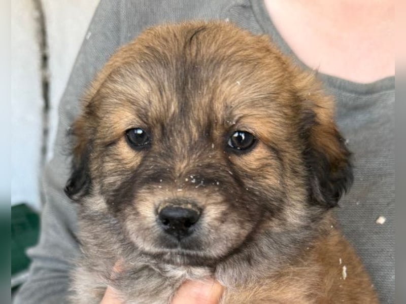 Diego ❤️ süßer, verschmuster Welpenjunge