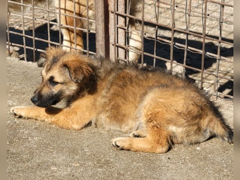 Fiete ❤️ verschmuster, offener Hundejunge
