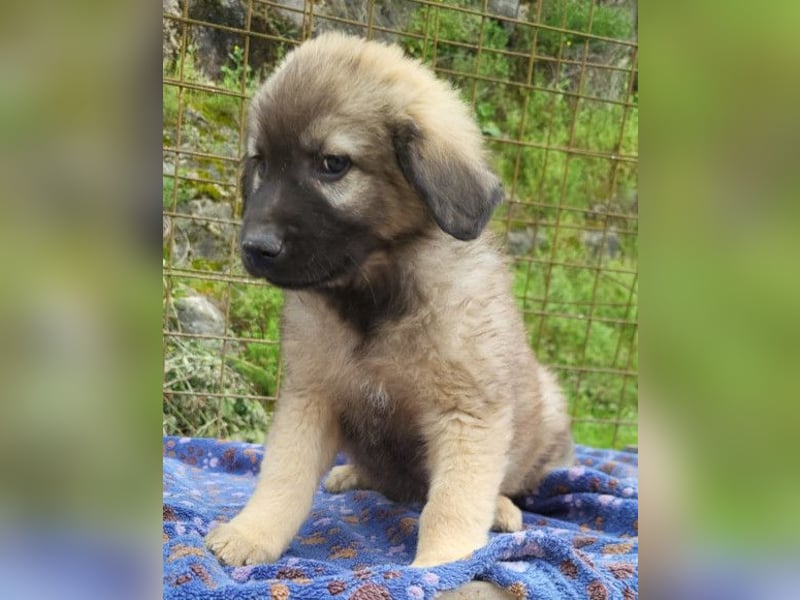 Romeo ❤️ verspielter, verträglicher Bub!