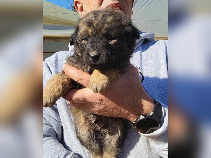 Fiete ❤️ verschmuster, offener Hundejunge