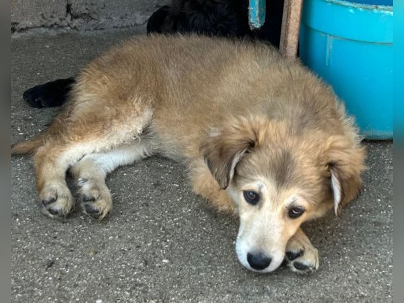 Fiete ❤️ verschmuster, offener Hundejunge
