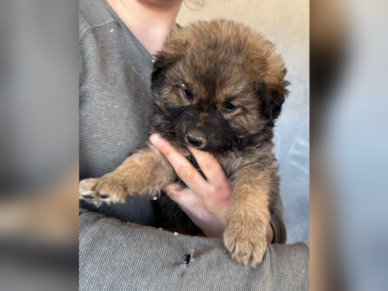 Fiete ❤️ verschmuster, offener Hundejunge