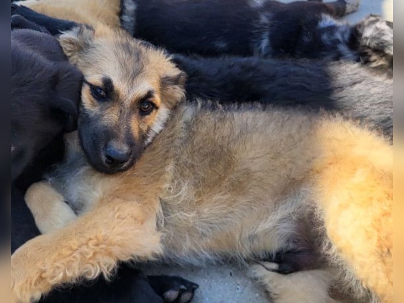 Fiete ❤️ verschmuster, offener Hundejunge