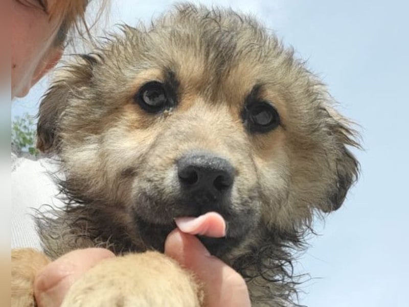 Ben ❤️ schmusiger, verspielter Welpenbub