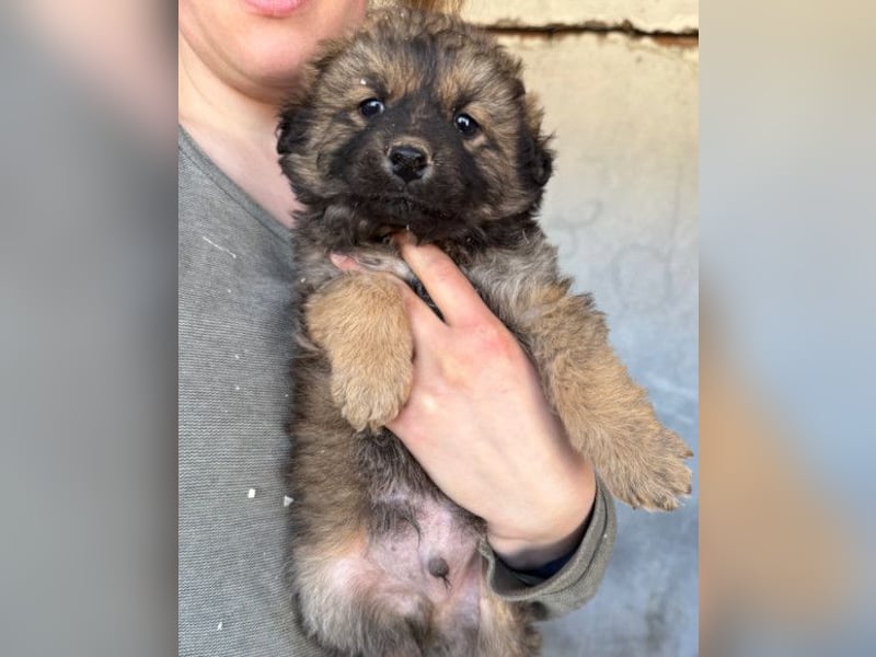 Fiete ❤️ verschmuster, offener Hundejunge