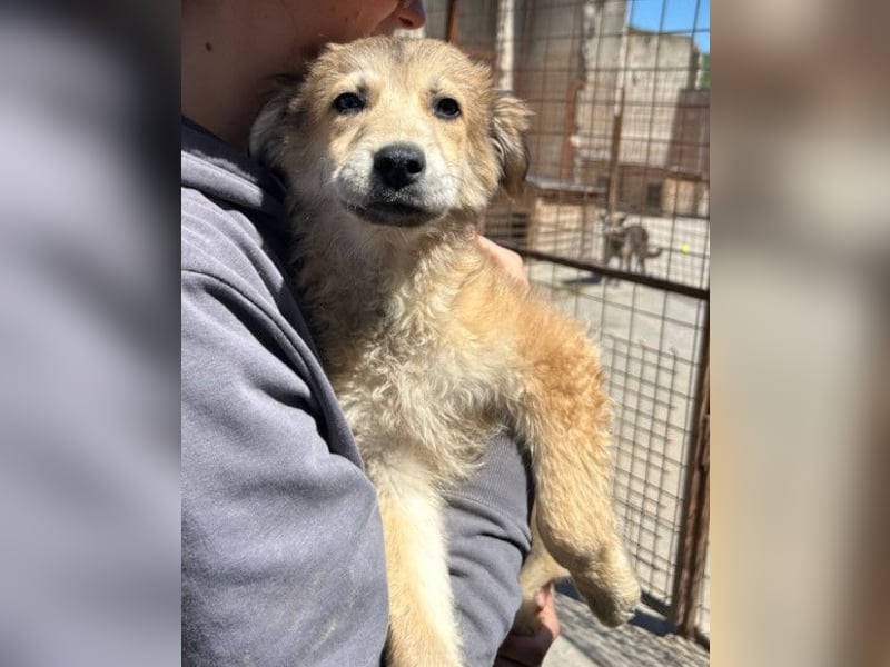 Fiete ❤️ verschmuster, offener Hundejunge
