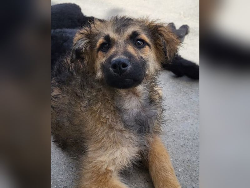 Fiete ❤️ verschmuster, offener Hundejunge