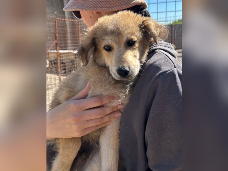 Fiete ❤️ verschmuster, offener Hundejunge