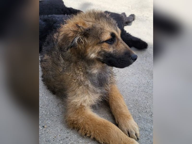 Fiete ❤️ verschmuster, offener Hundejunge