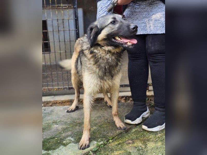 Schenkst Du Buster ein tolles Zuhause?