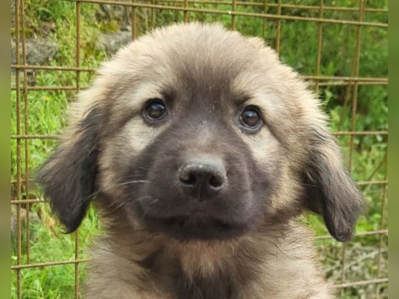 Romeo ❤️ verspielter, verträglicher Bub!