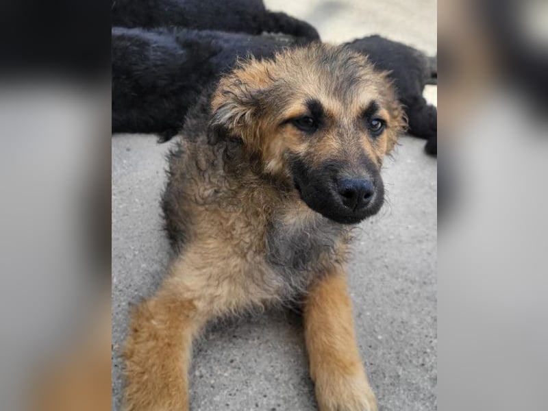 Fiete ❤️ verschmuster, offener Hundejunge