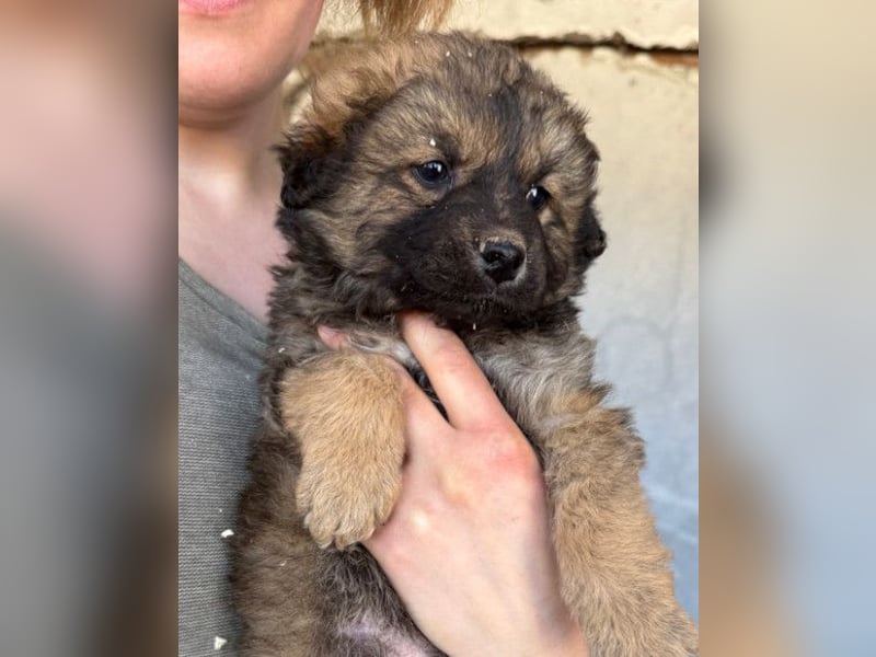 Fiete ❤️ verschmuster, offener Hundejunge