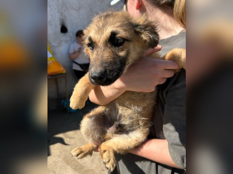 Fiete ❤️ verschmuster, offener Hundejunge