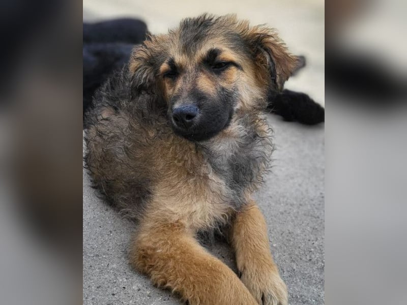 Fiete ❤️ verschmuster, offener Hundejunge