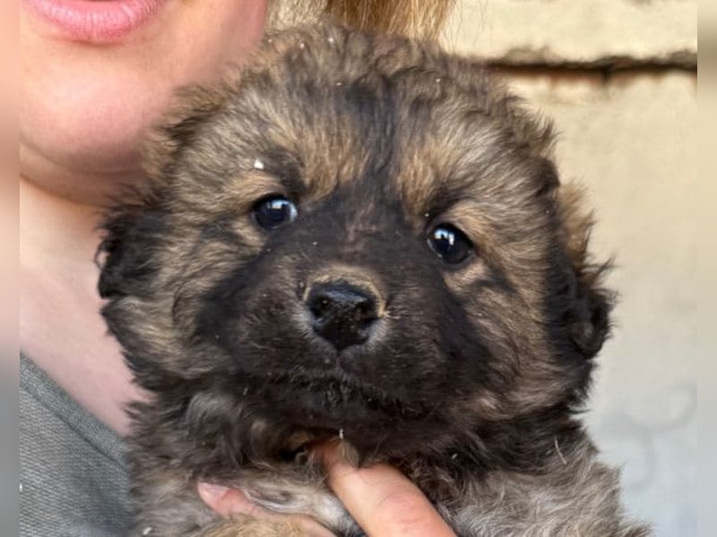 Fiete ❤️ verschmuster, offener Hundejunge