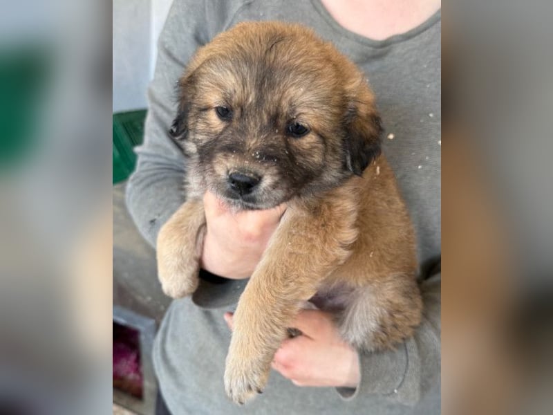 Diego ❤️ süßer, verschmuster Welpenjunge