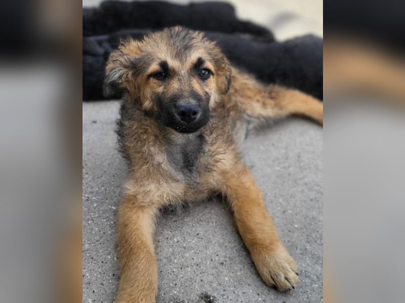 Fiete ❤️ verschmuster, offener Hundejunge