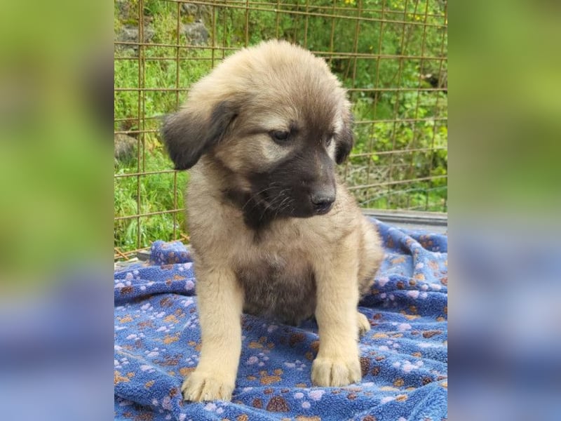 Romeo ❤️ verspielter, verträglicher Bub!