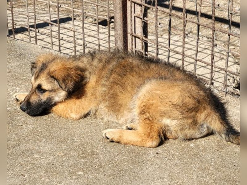 Fiete ❤️ verschmuster, offener Hundejunge