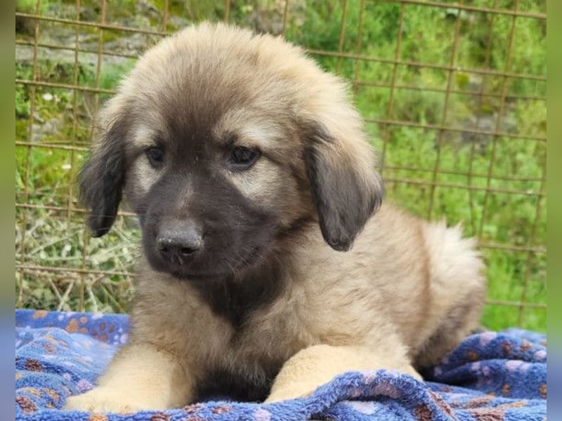 Romeo ❤️ verspielter, verträglicher Bub!