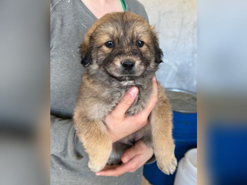 Diego ❤️ süßer, verschmuster Welpenjunge