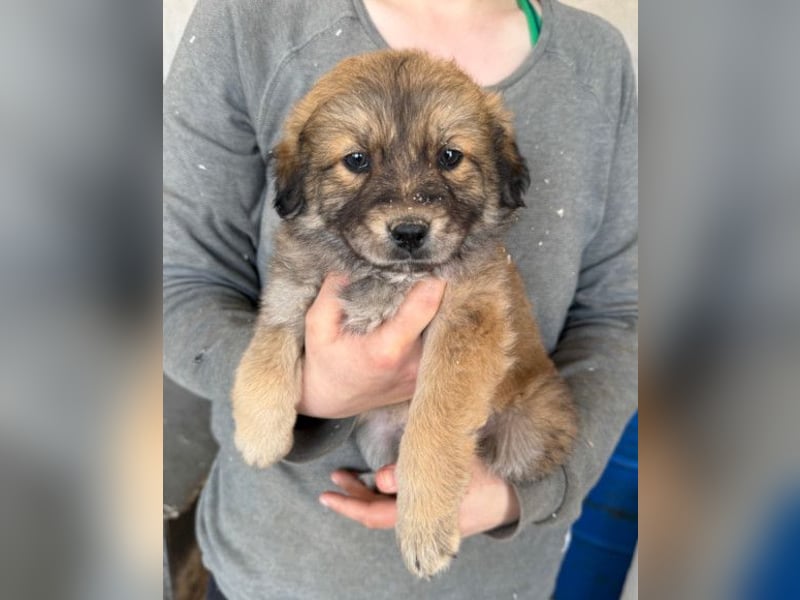 Diego ❤️ süßer, verschmuster Welpenjunge