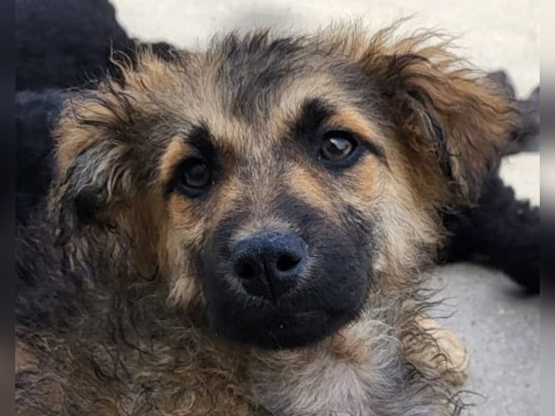 Fiete ❤️ verschmuster, offener Hundejunge