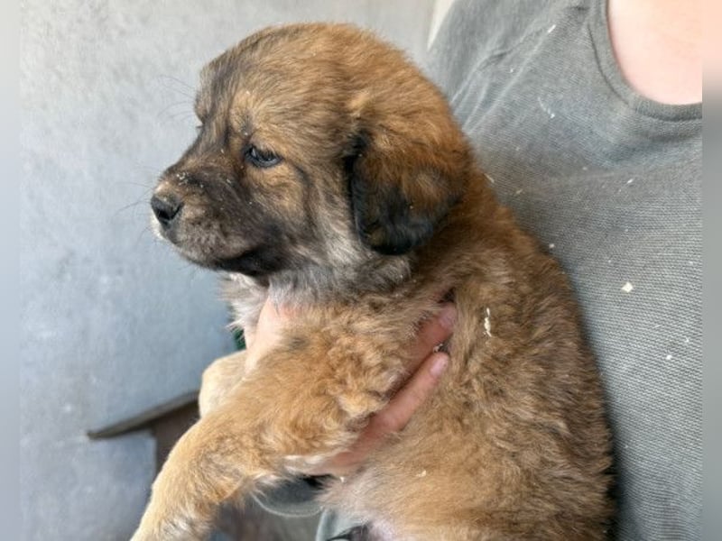 Diego ❤️ süßer, verschmuster Welpenjunge